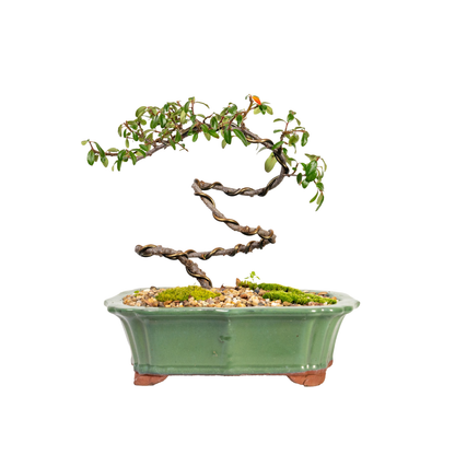 Japanese Rockspray Bonsai (2014)