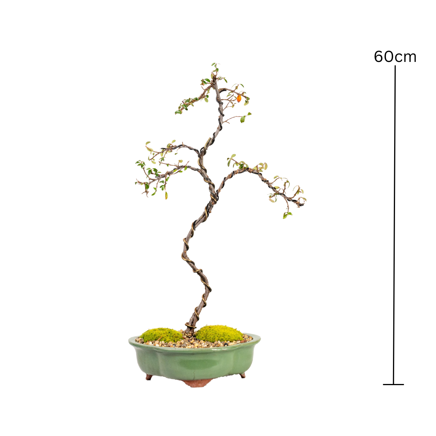 Japanese Rockspray Bonsai (2014)