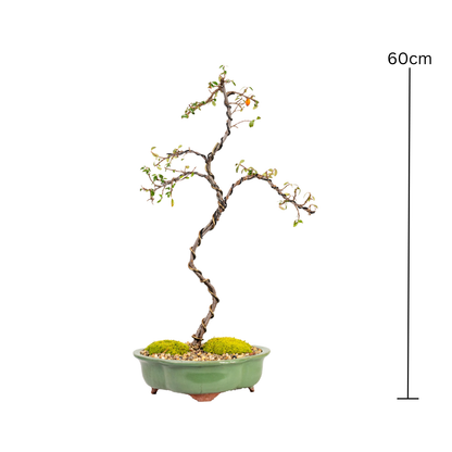 Japanese Rockspray Bonsai (2014)
