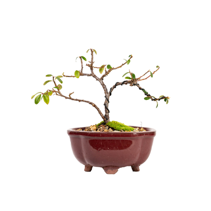 Cotoneaster Bonsai (2019)