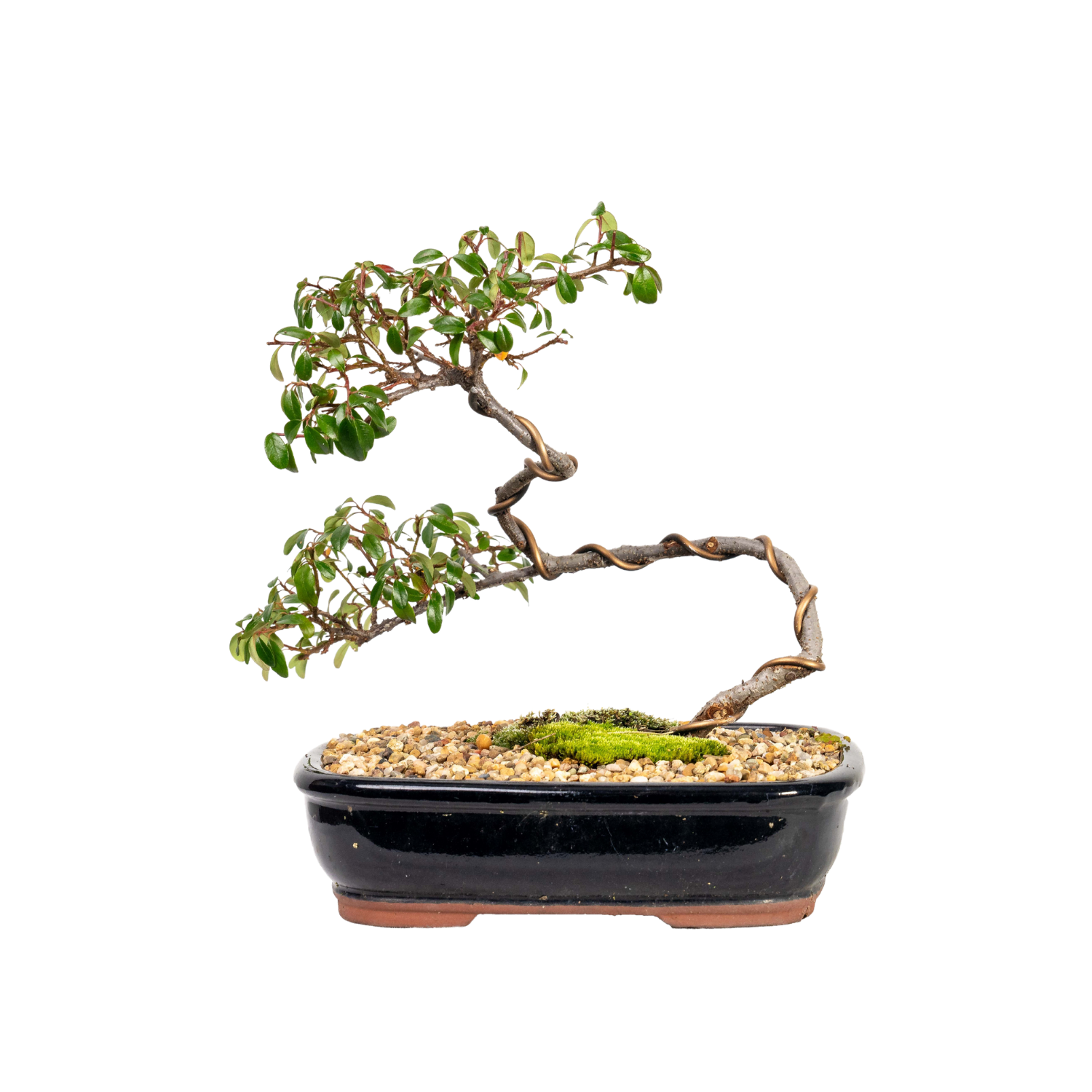 Japanese Rockspray Bonsai (2014)