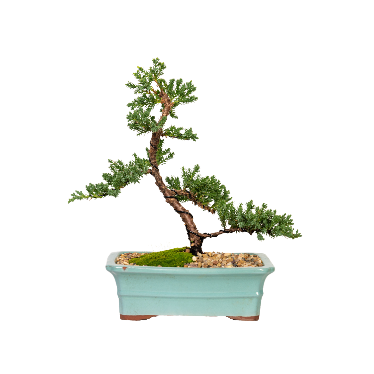 Juniper Bonsai (2012)