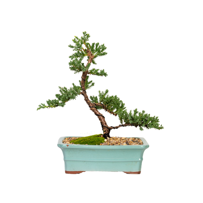 Juniper Bonsai (2012)