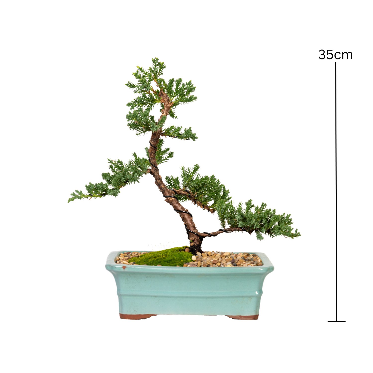 Juniper Bonsai (2012)