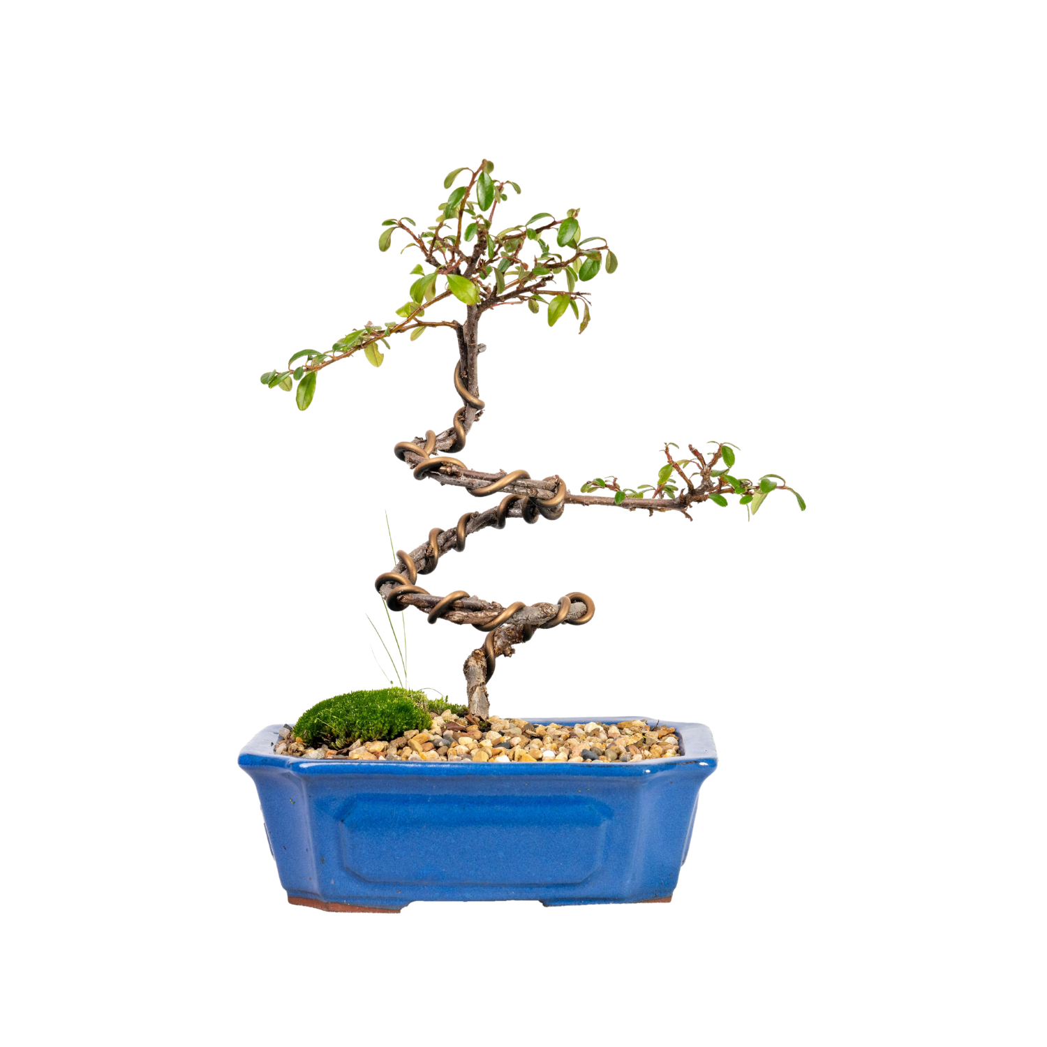 Japanese Rockspray Bonsai (2014)