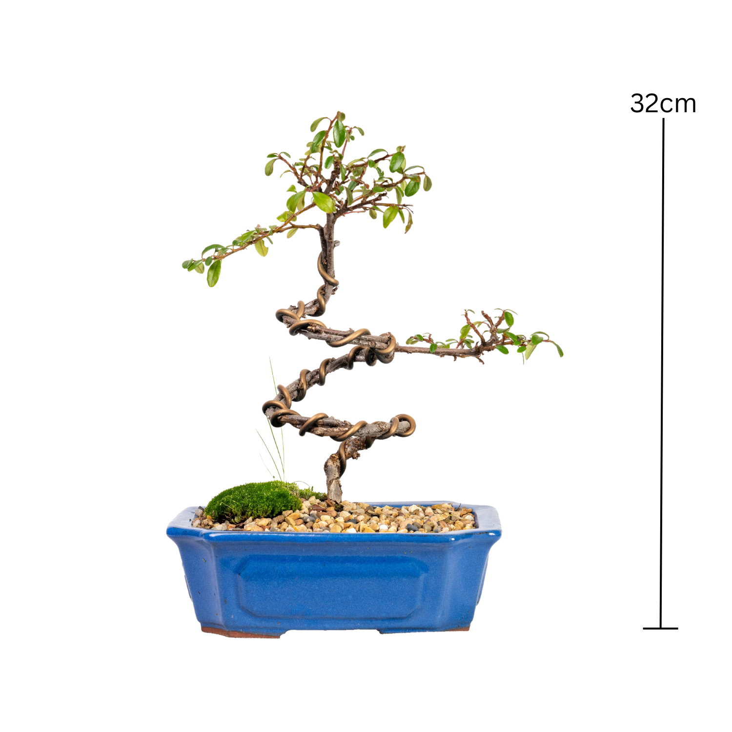 Japanese Rockspray Bonsai (2014)