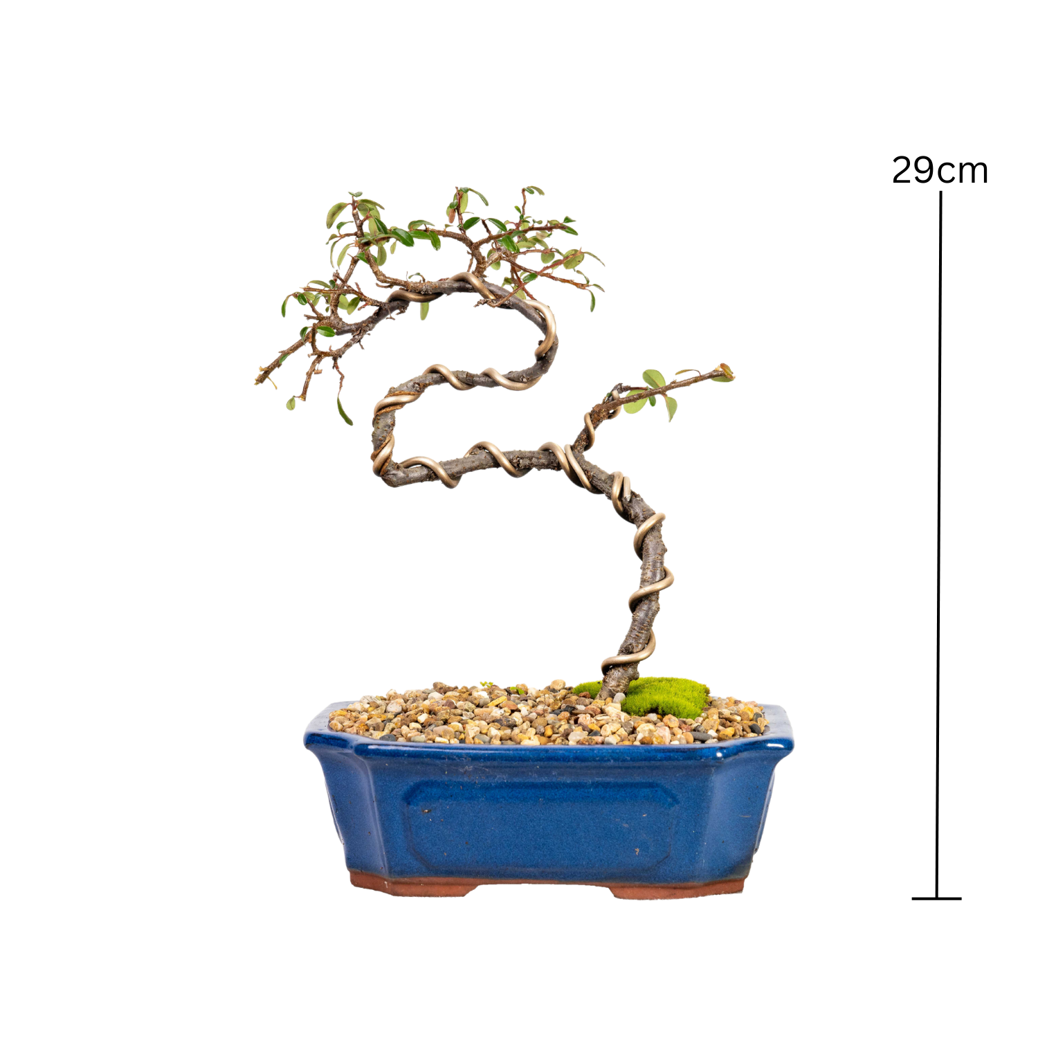 Japanese Rockspray Bonsai (2013)