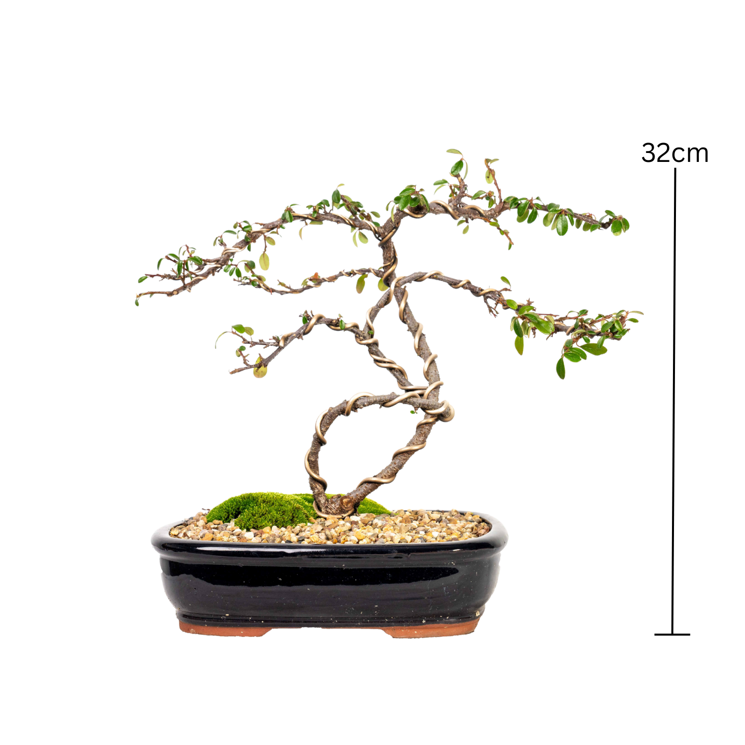 Japanese Rockspray Bonsai (2013)