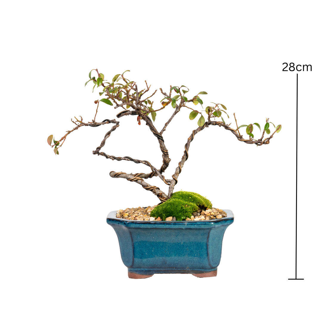 Japanese Rockspray Bonsai (2015)