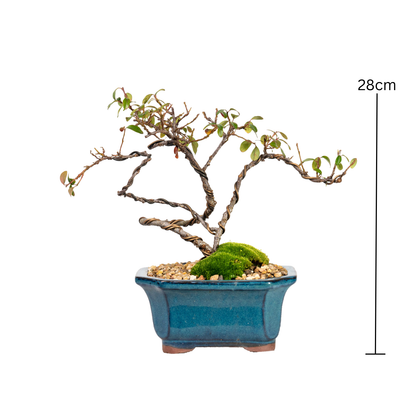 Japanese Rockspray Bonsai (2015)