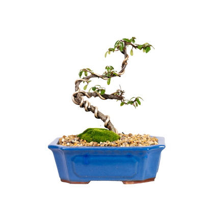 Japanese Rockspray Bonsai (2015)