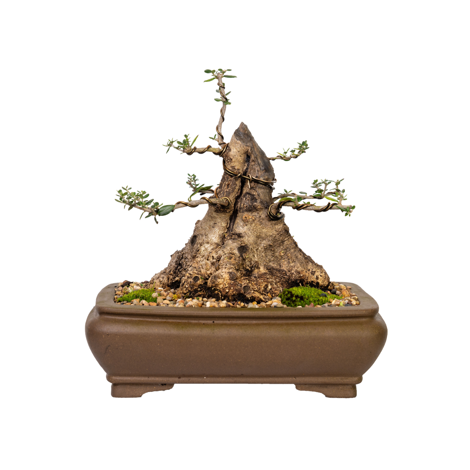 Asian Olive Bonsai (1994)