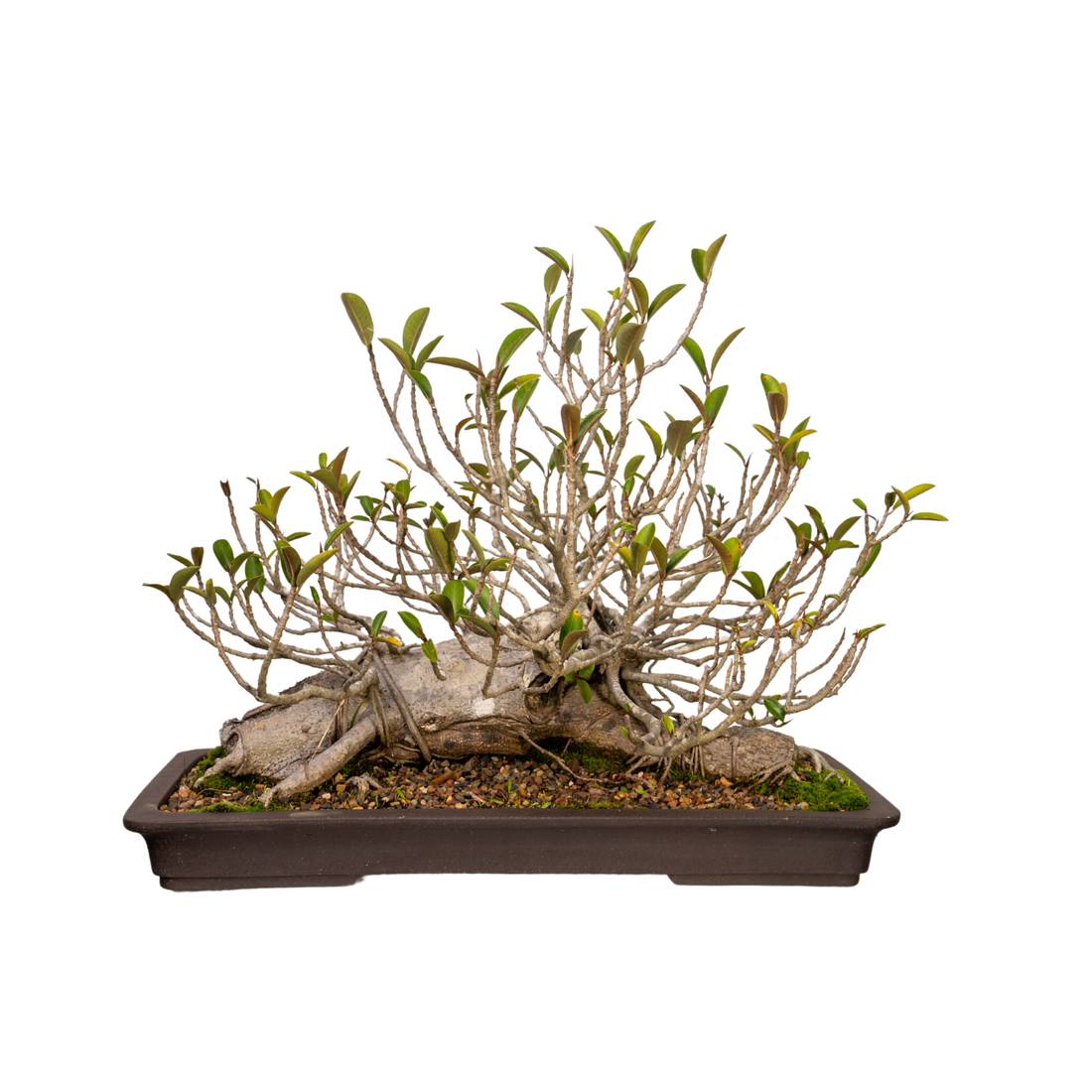 Port Jackson Fig Bonsai (1966)