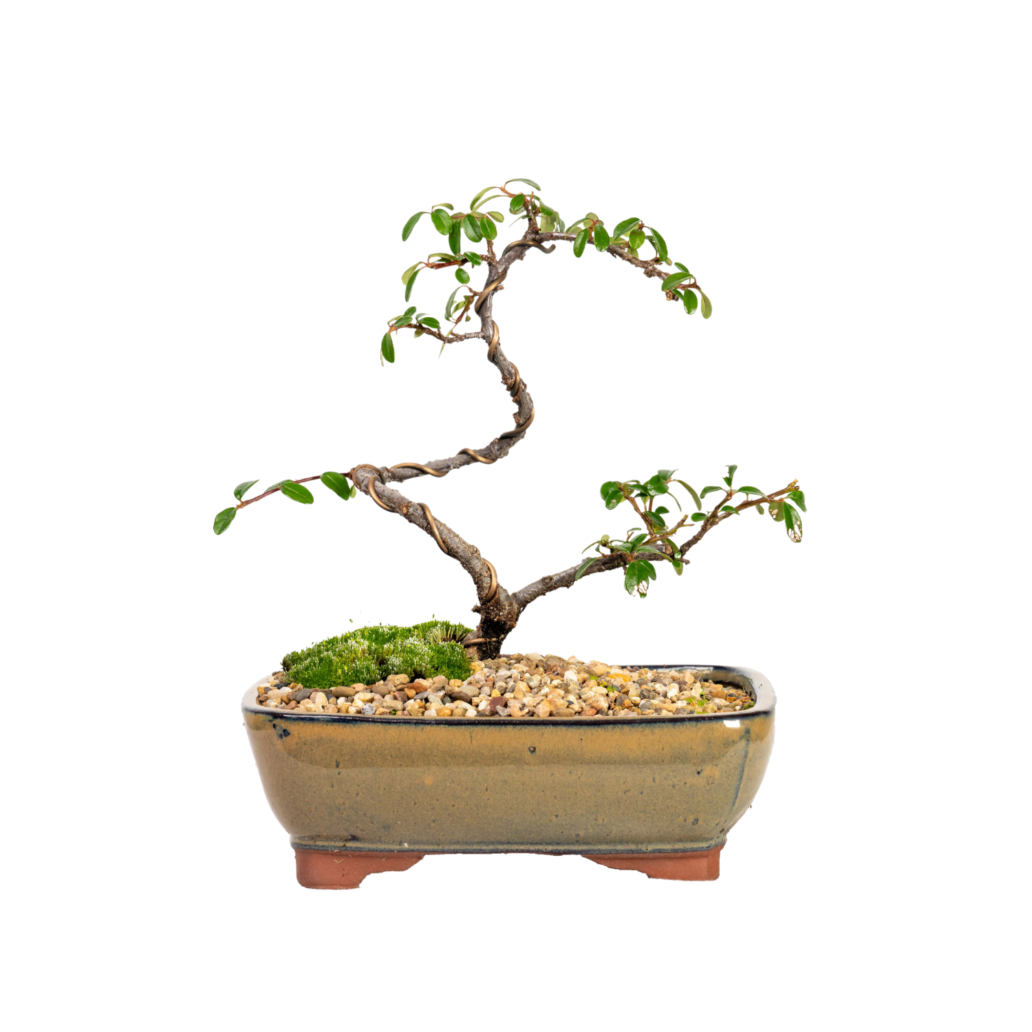 Japanese Rockspray Bonsai (2014)