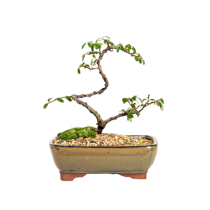Japanese Rockspray Bonsai (2014)