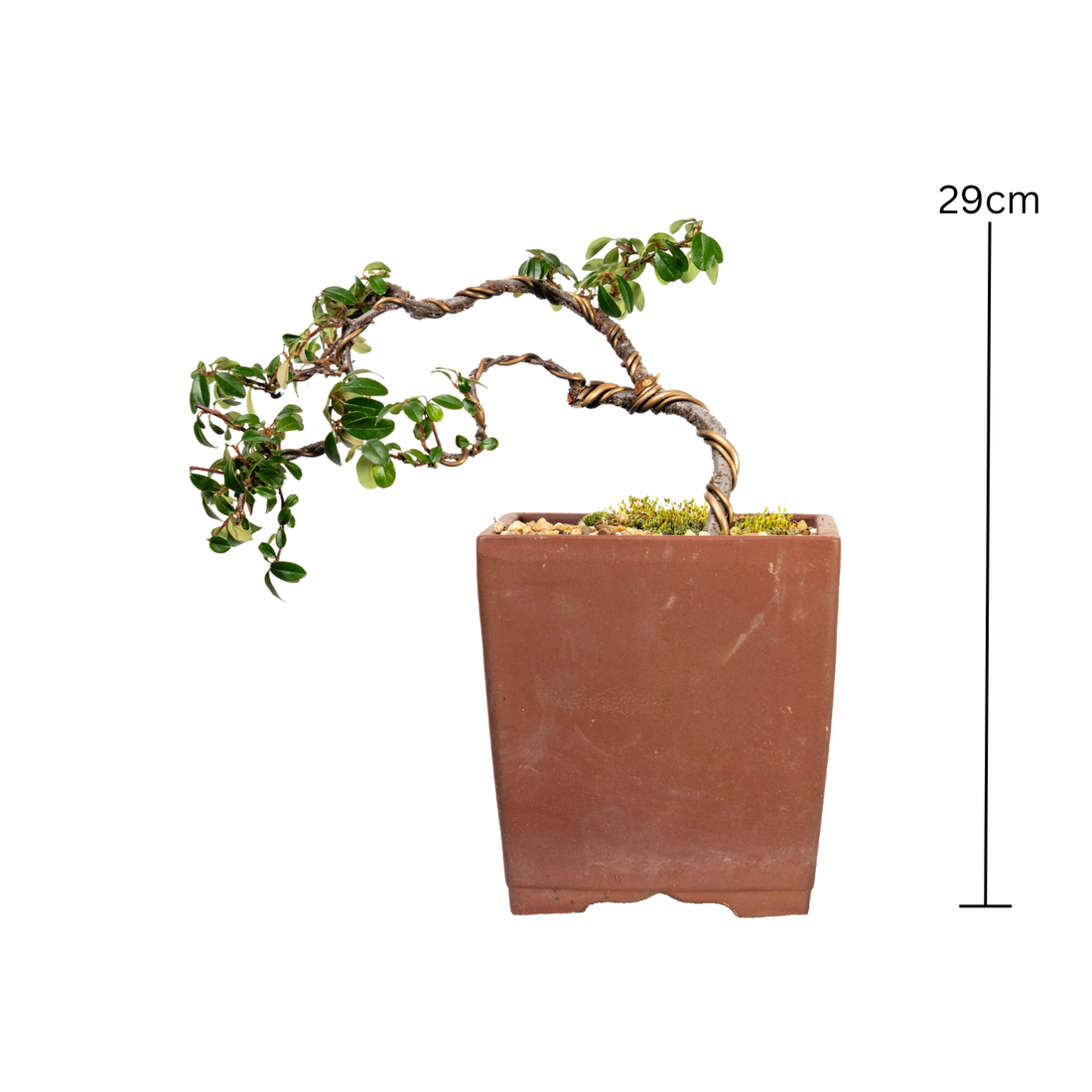 Japanese Rockspray Bonsai (2014)