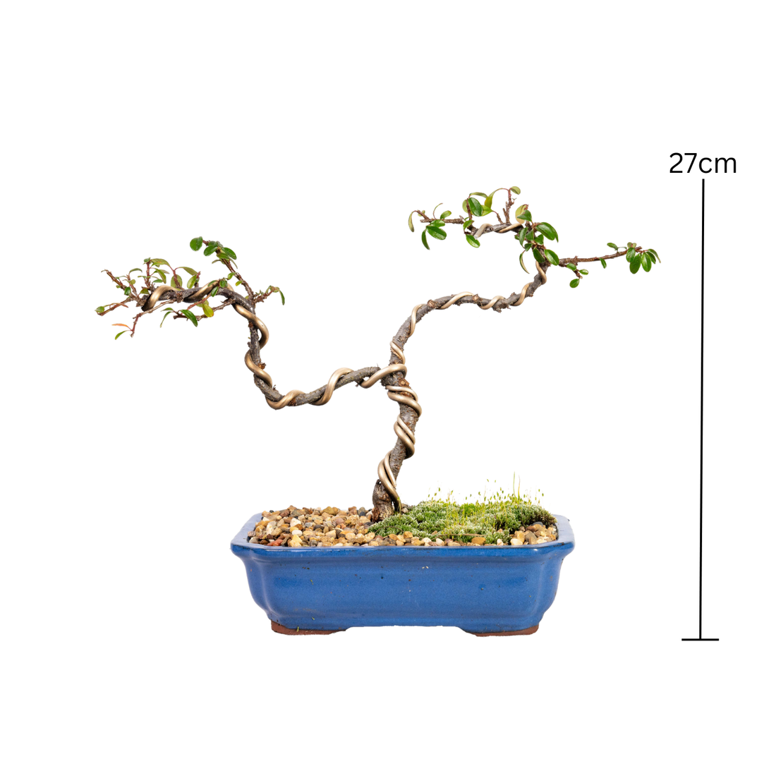 Cotoneaster Bonsai (2016)