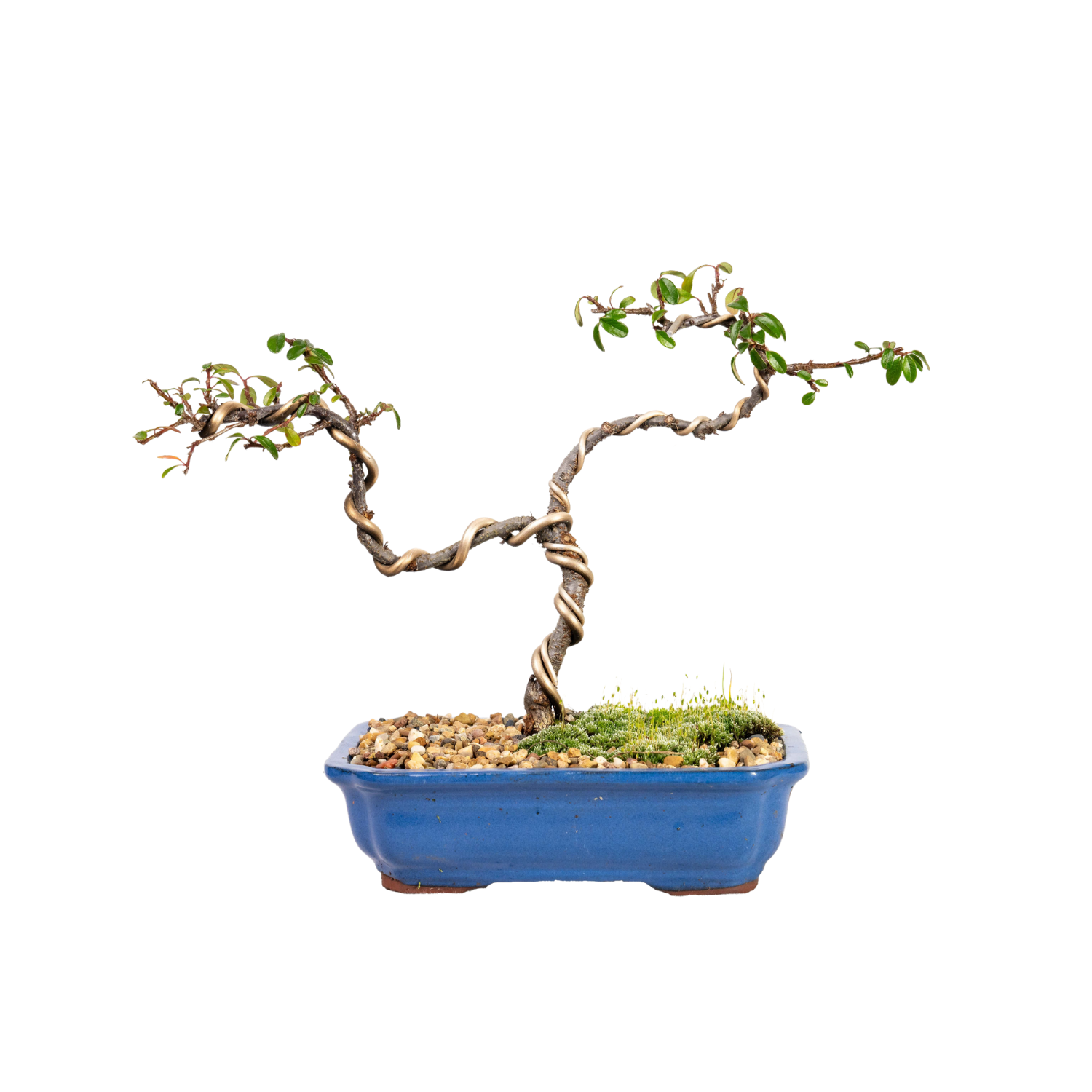 Japanese Rockspray Bonsai (2016)