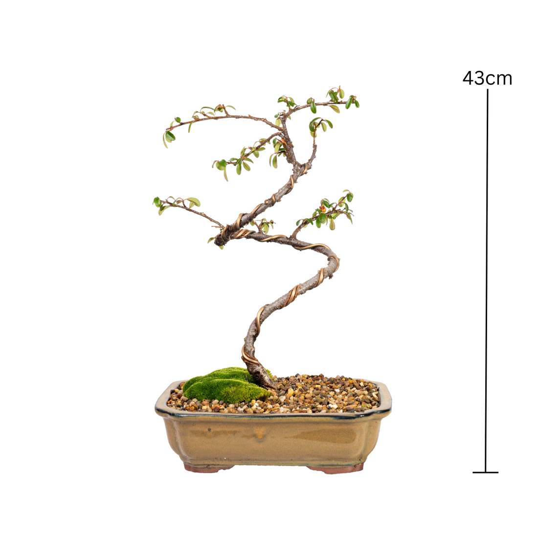 Japanese Rockspray Bonsai (2013)