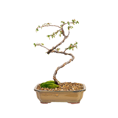 Japanese Rockspray Bonsai (2013)