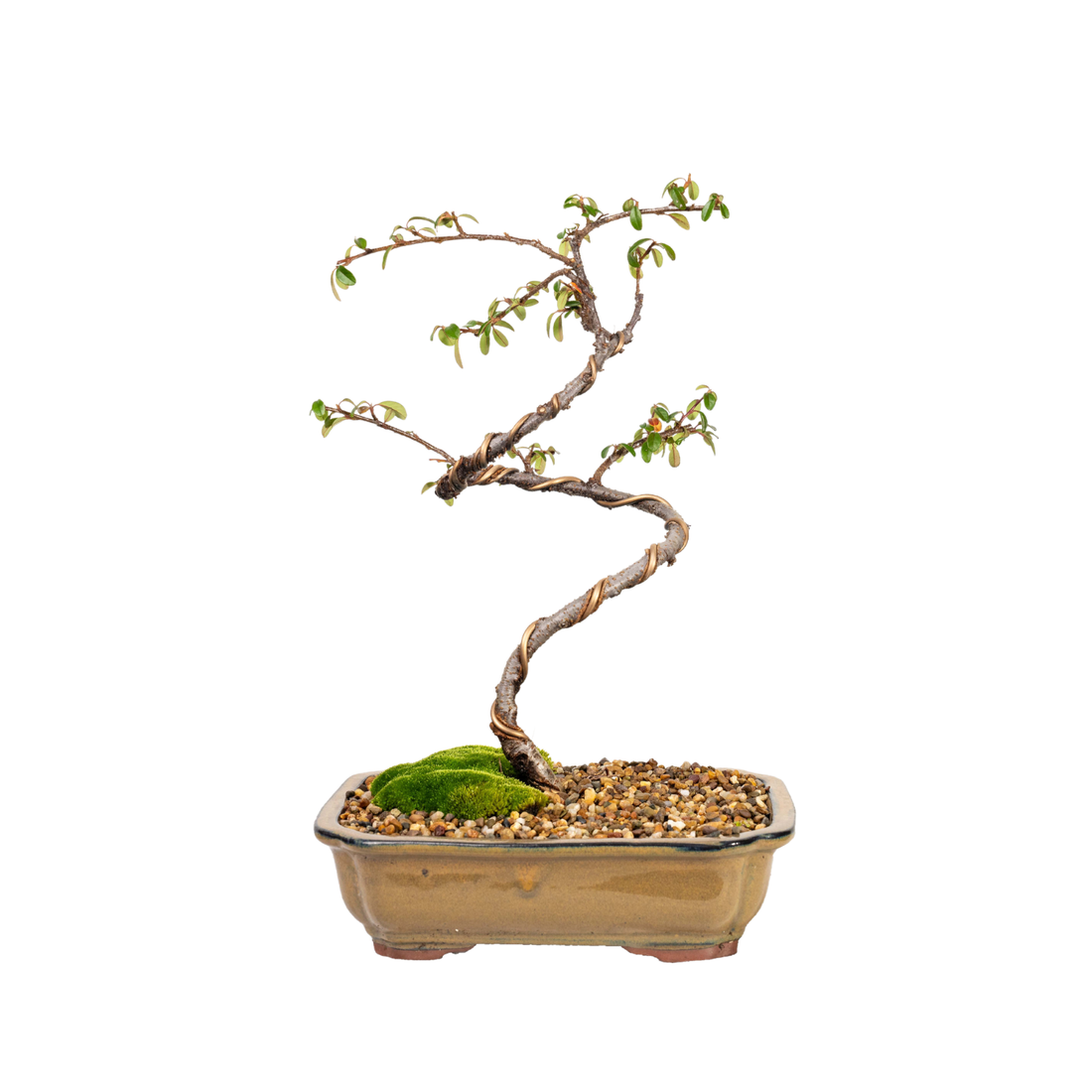 Japanese Rockspray Bonsai (2013)