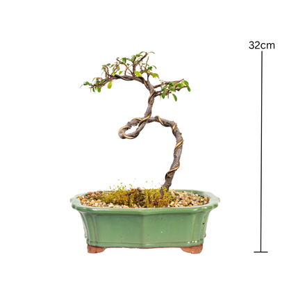 Cotoneaster Bonsai (2013)