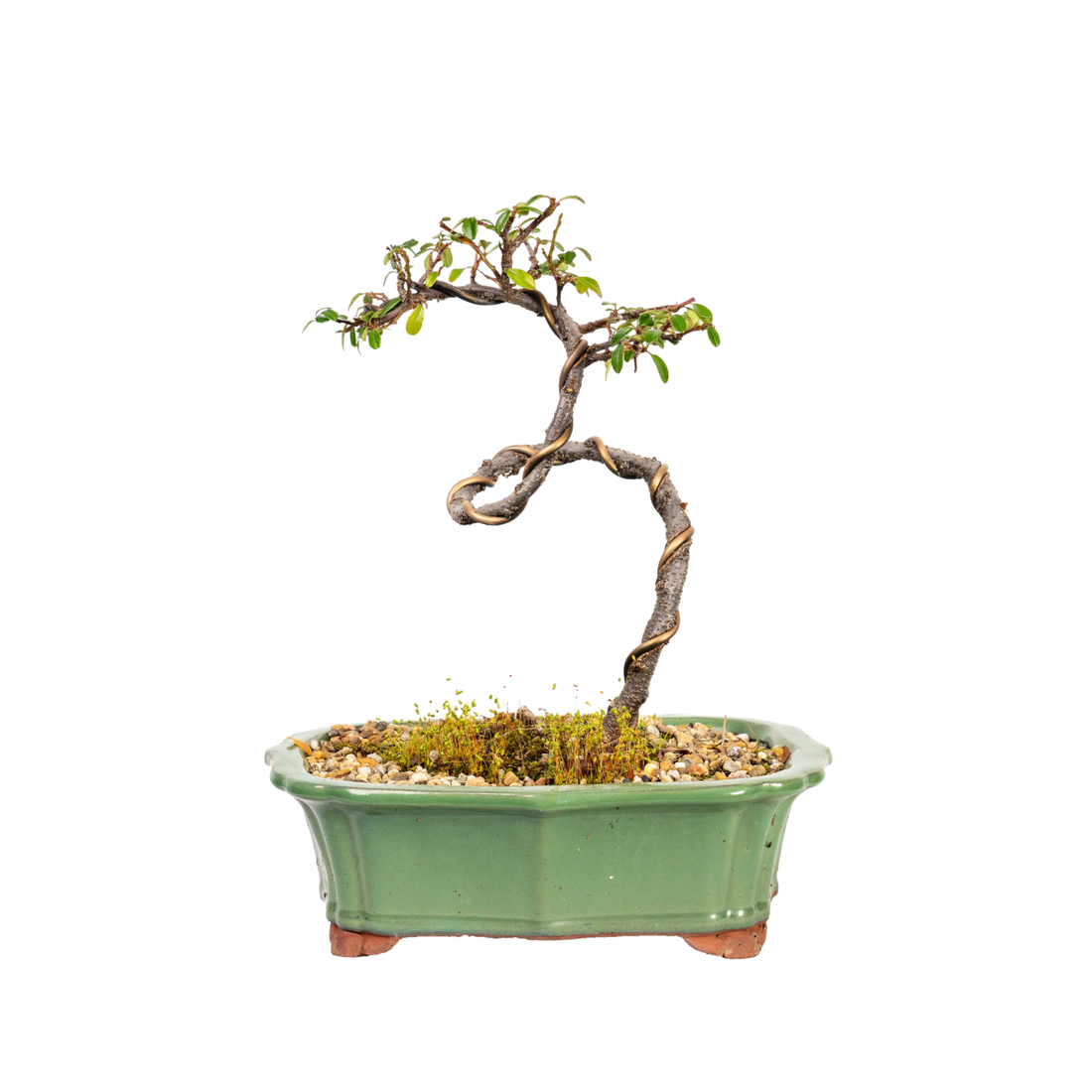 Cotoneaster Bonsai (2013)