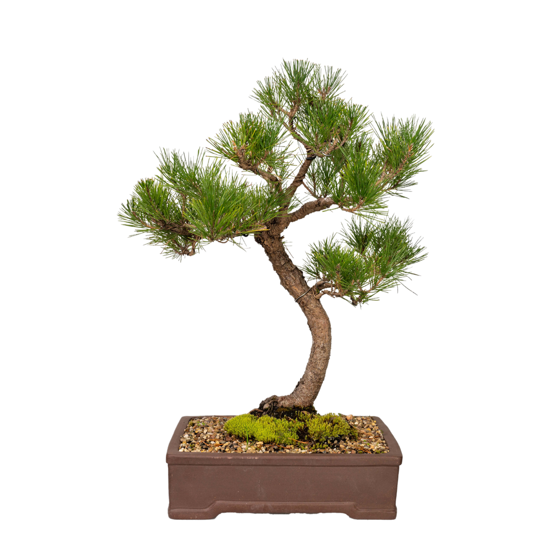 Japanese Pine Bonsai (1993)