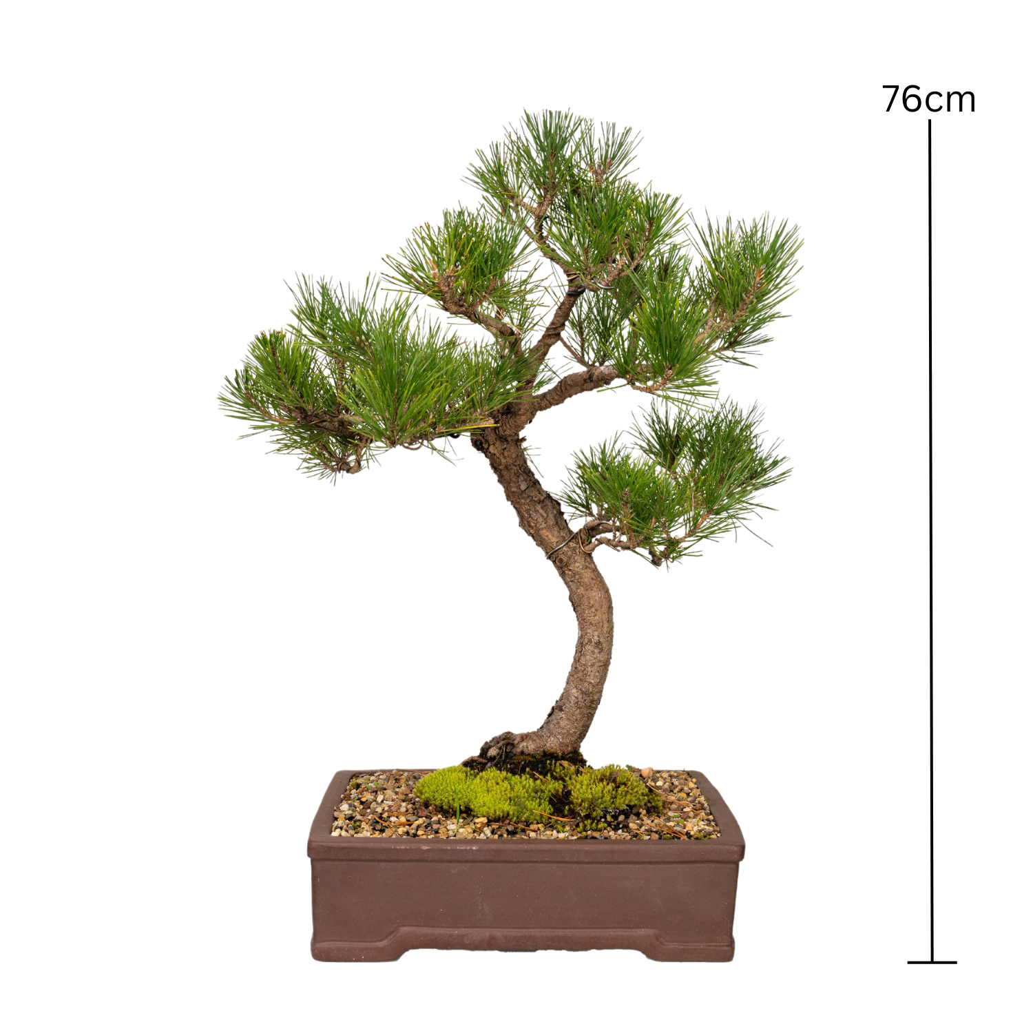 Japanese Pine Bonsai (1993)