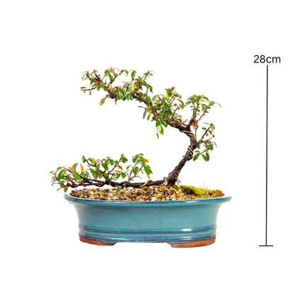 Cotoneaster Bonsai (2014)