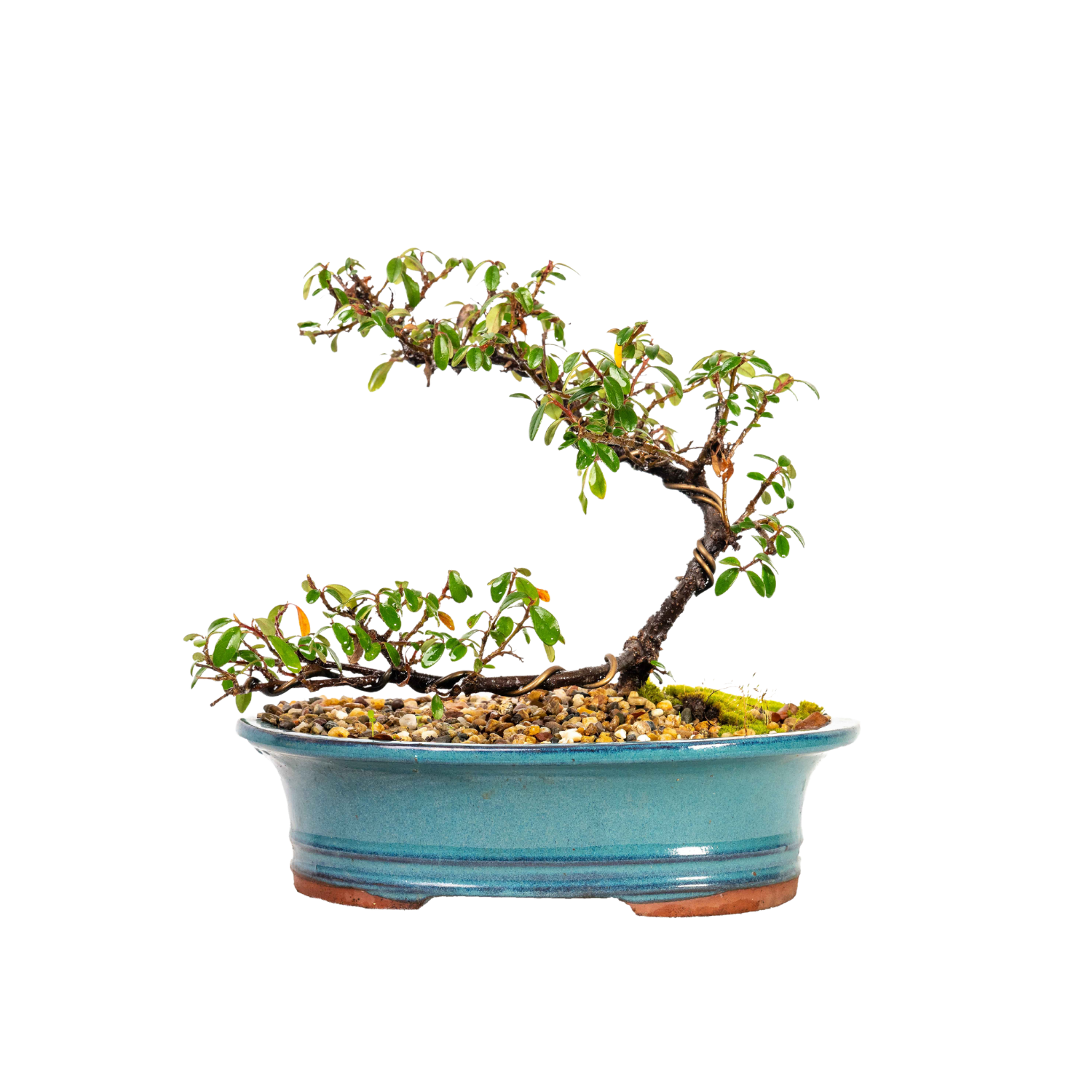 Cotoneaster Bonsai (2014)