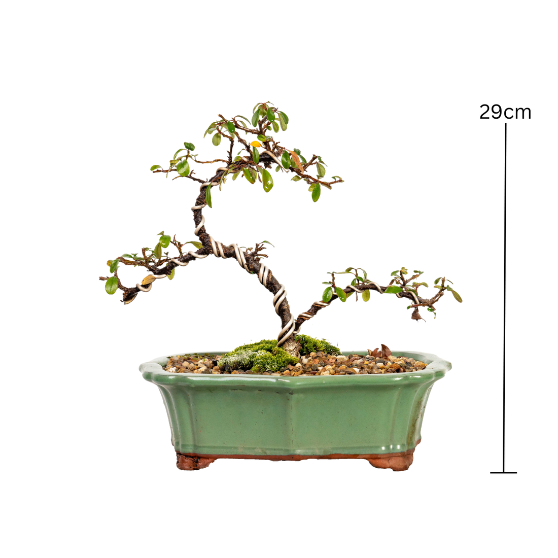 Cotoneaster Bonsai (2014)