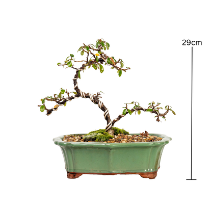 Cotoneaster Bonsai (2014)