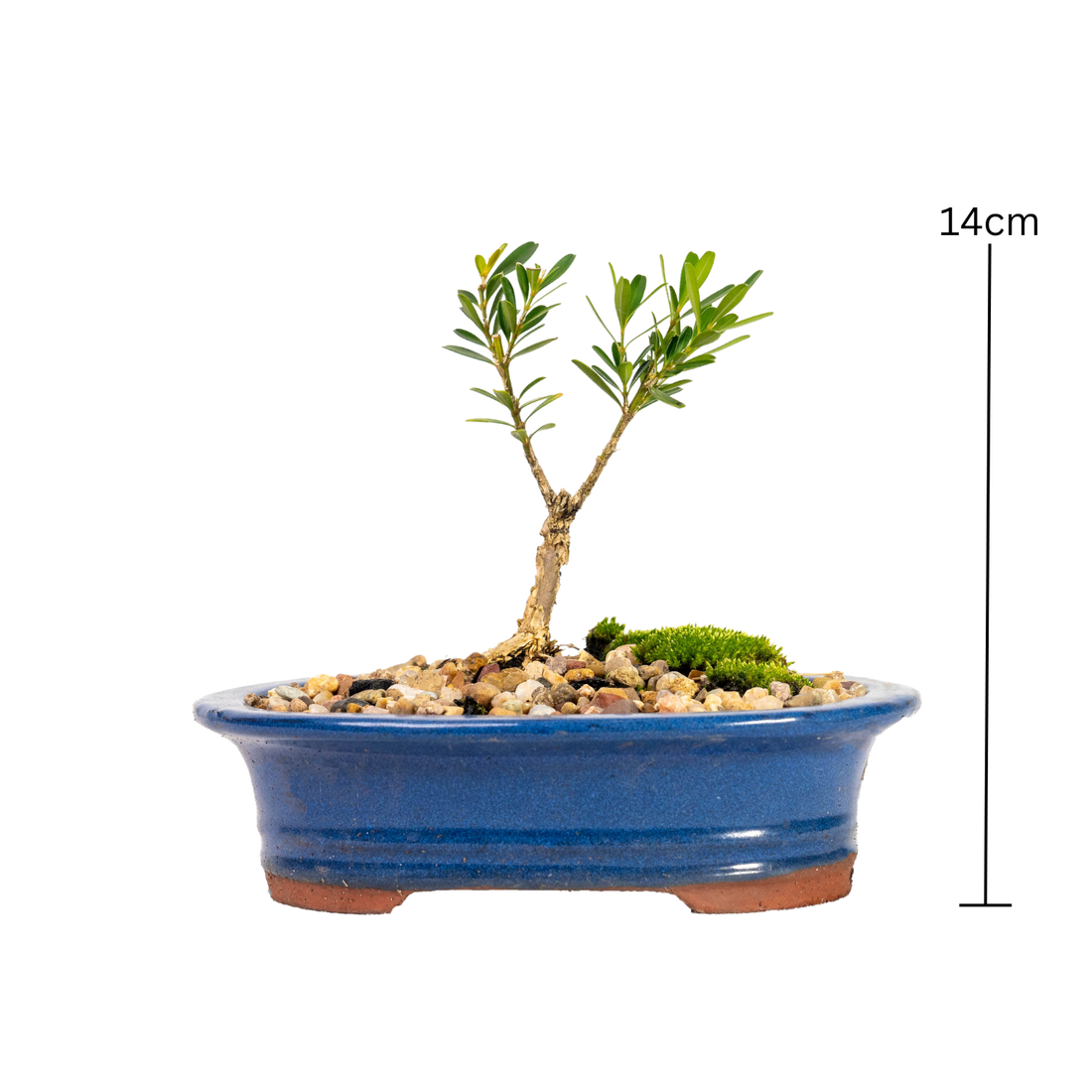 Buxus Bonsai (2020)