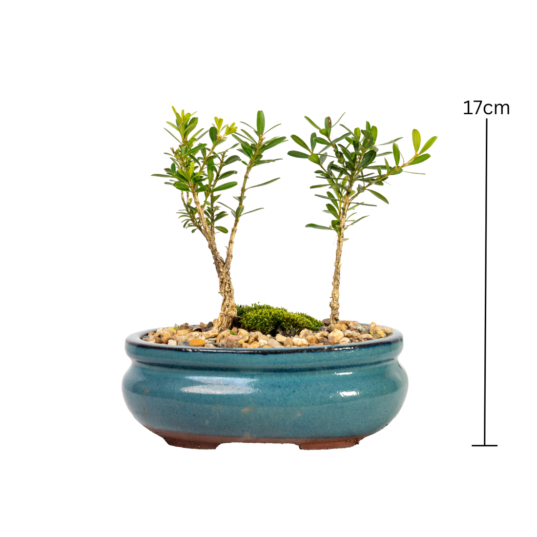 Buxus Bonsai (2020)