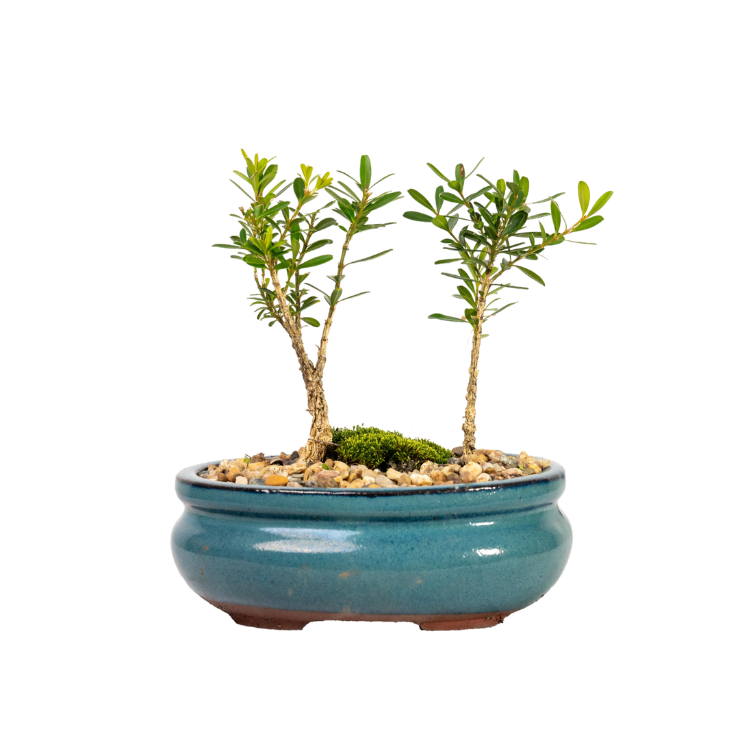 Buxus Bonsai (2020)