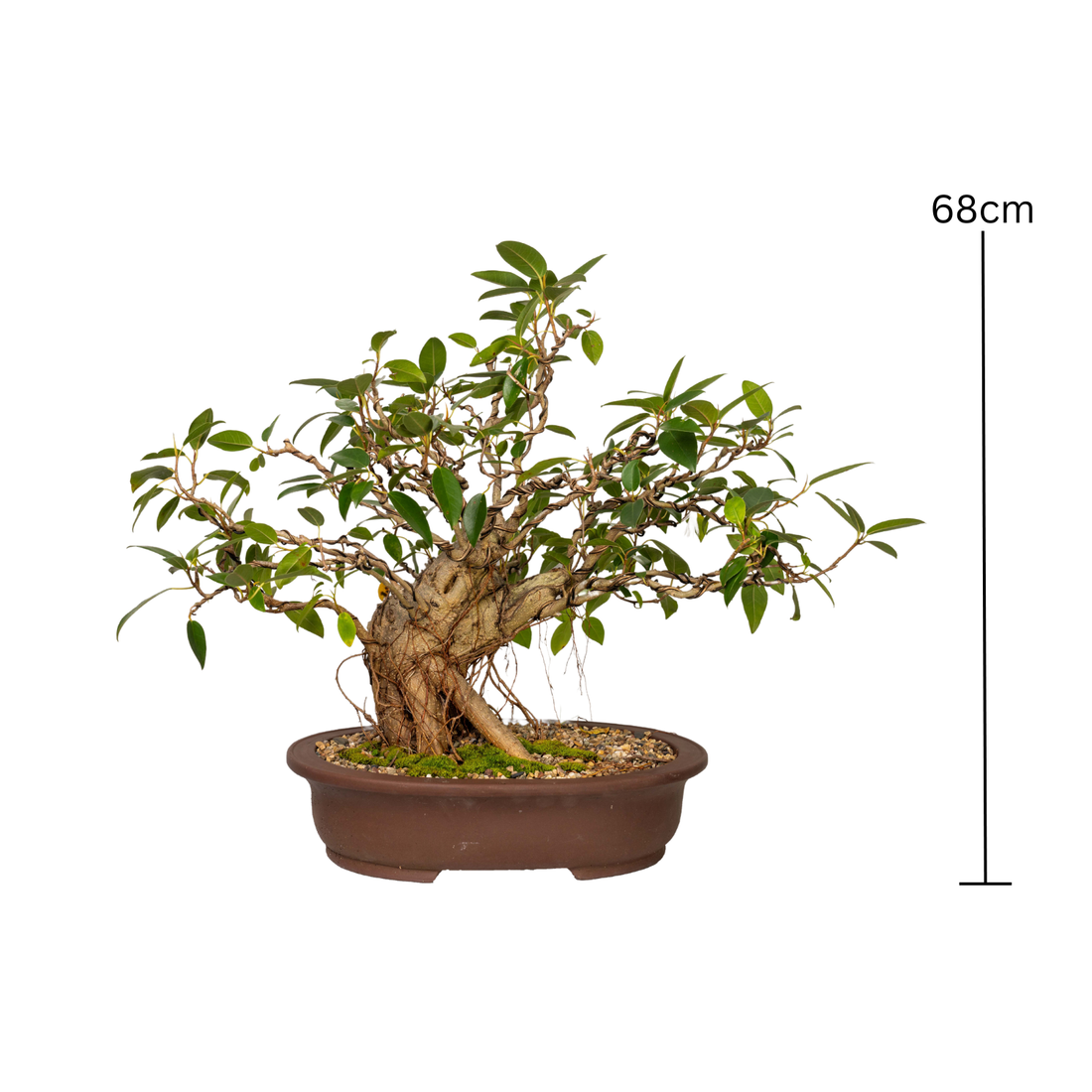 Port Jackson Fig Bonsai (1984)