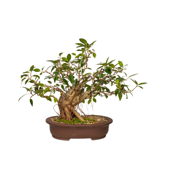 Port Jackson Fig Bonsai (1984) – Bonsai at The Bay