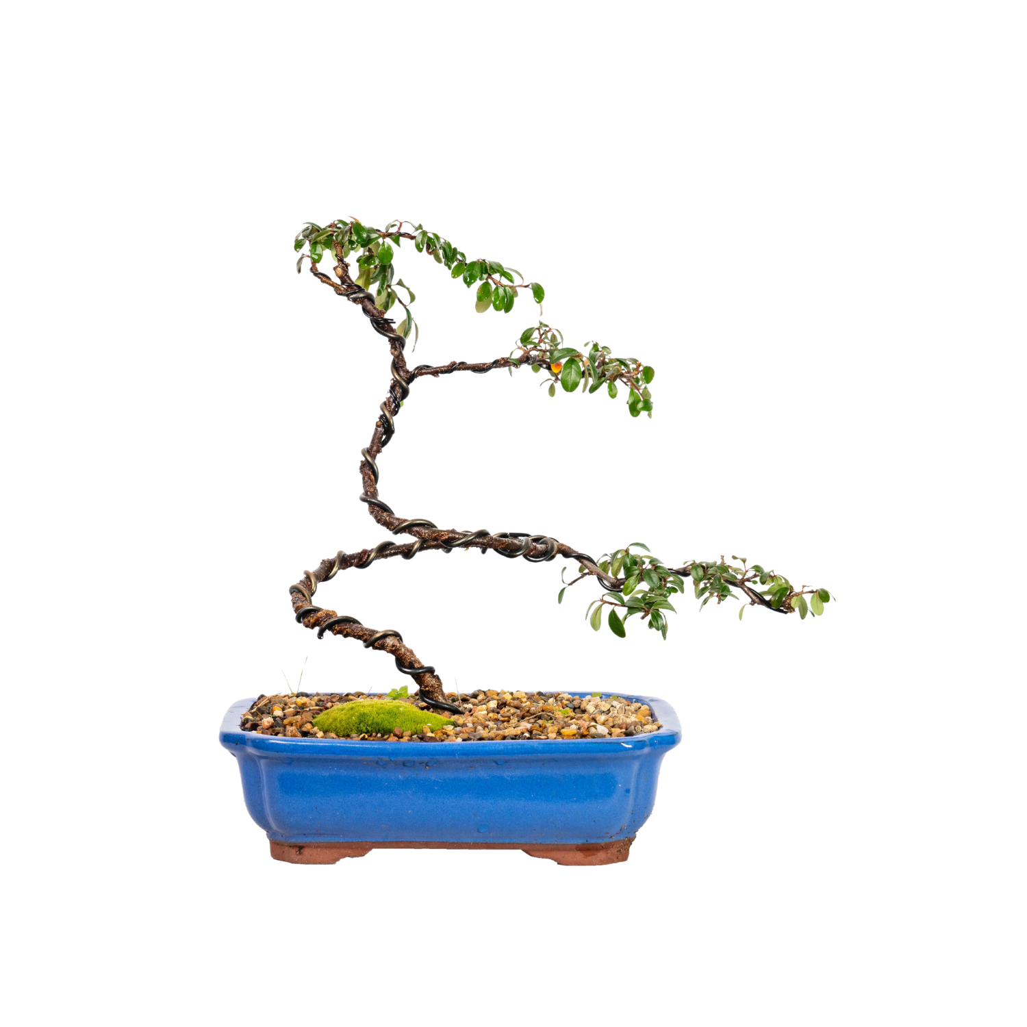 Cotoneaster Bonsai (2013)