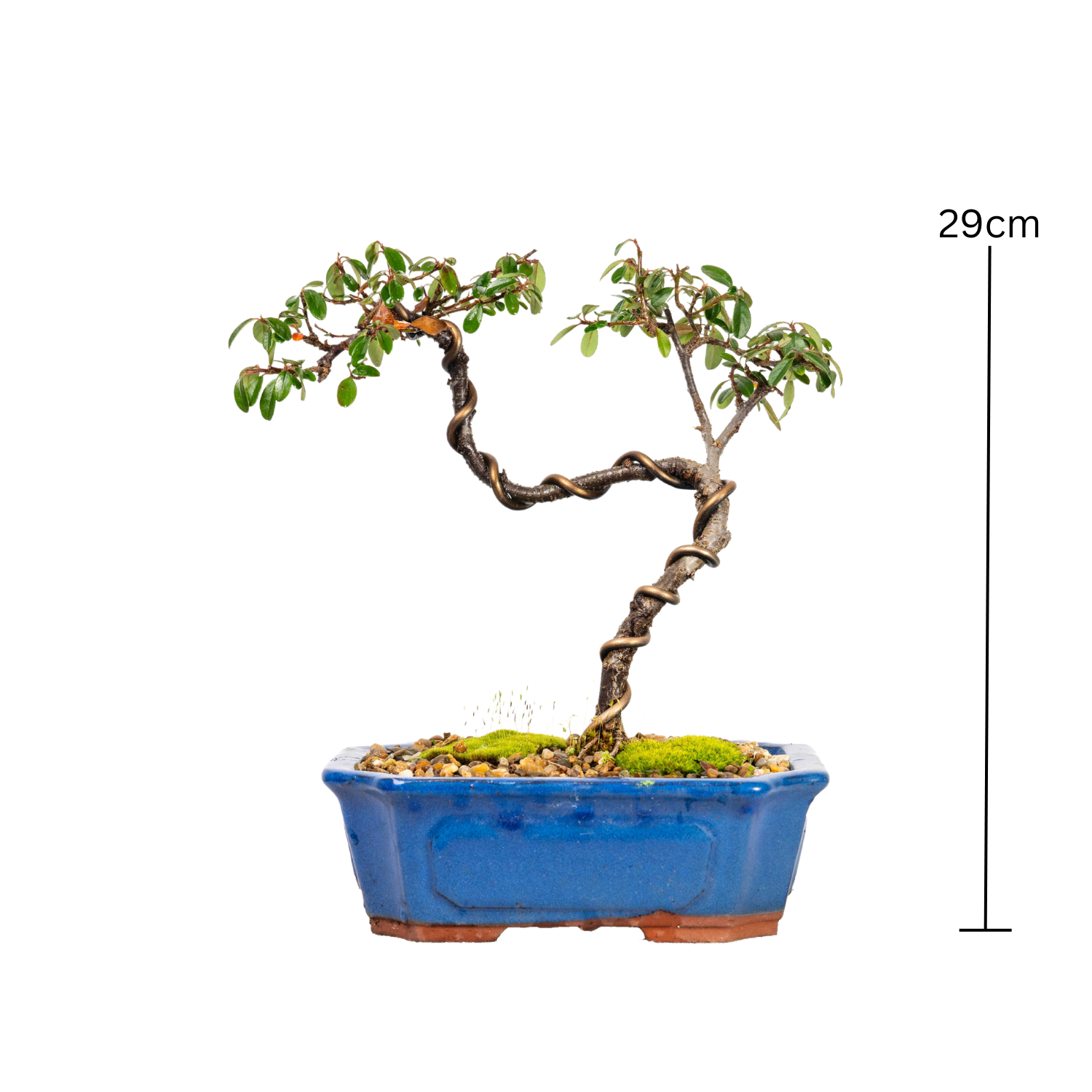 Cotoneaster Bonsai (2013)