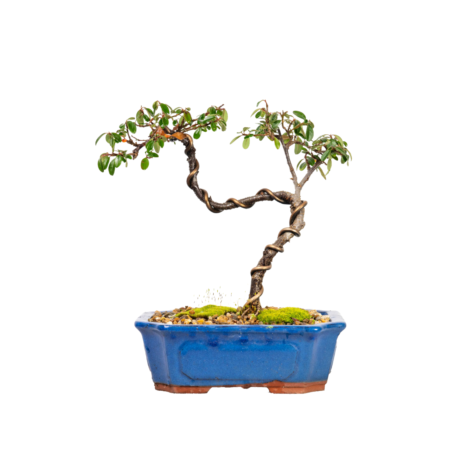 Cotoneaster Bonsai (2013)