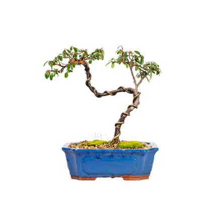 Cotoneaster Bonsai (2013)