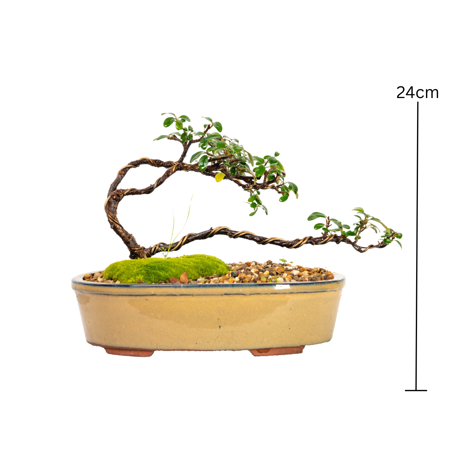 Cotoneaster Bonsai (2013)