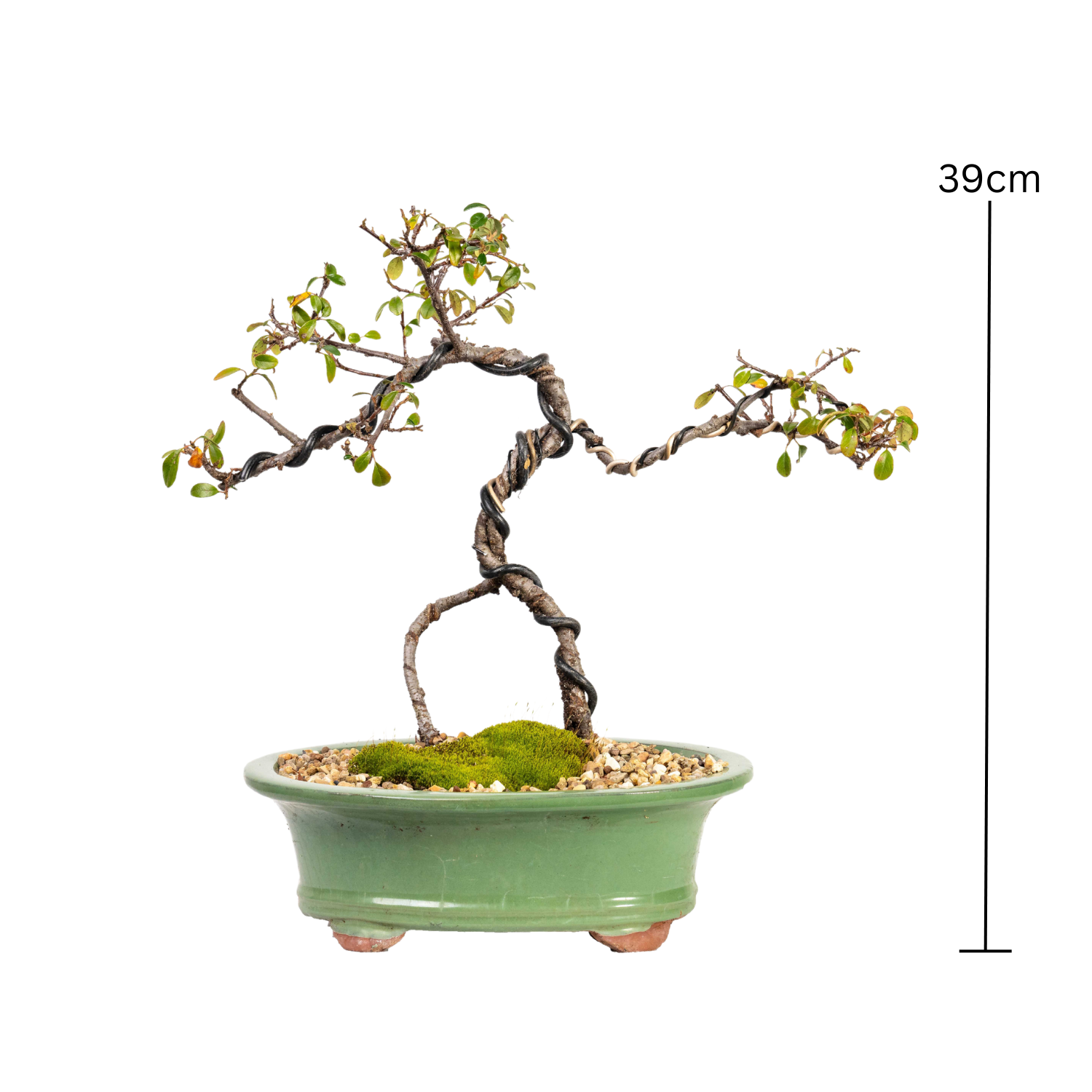 Cotoneaster Bonsai (2013)