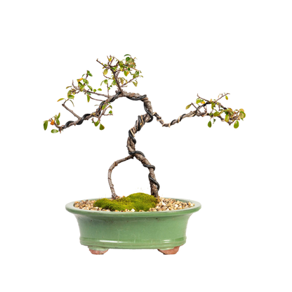 Cotoneaster Bonsai (2013)