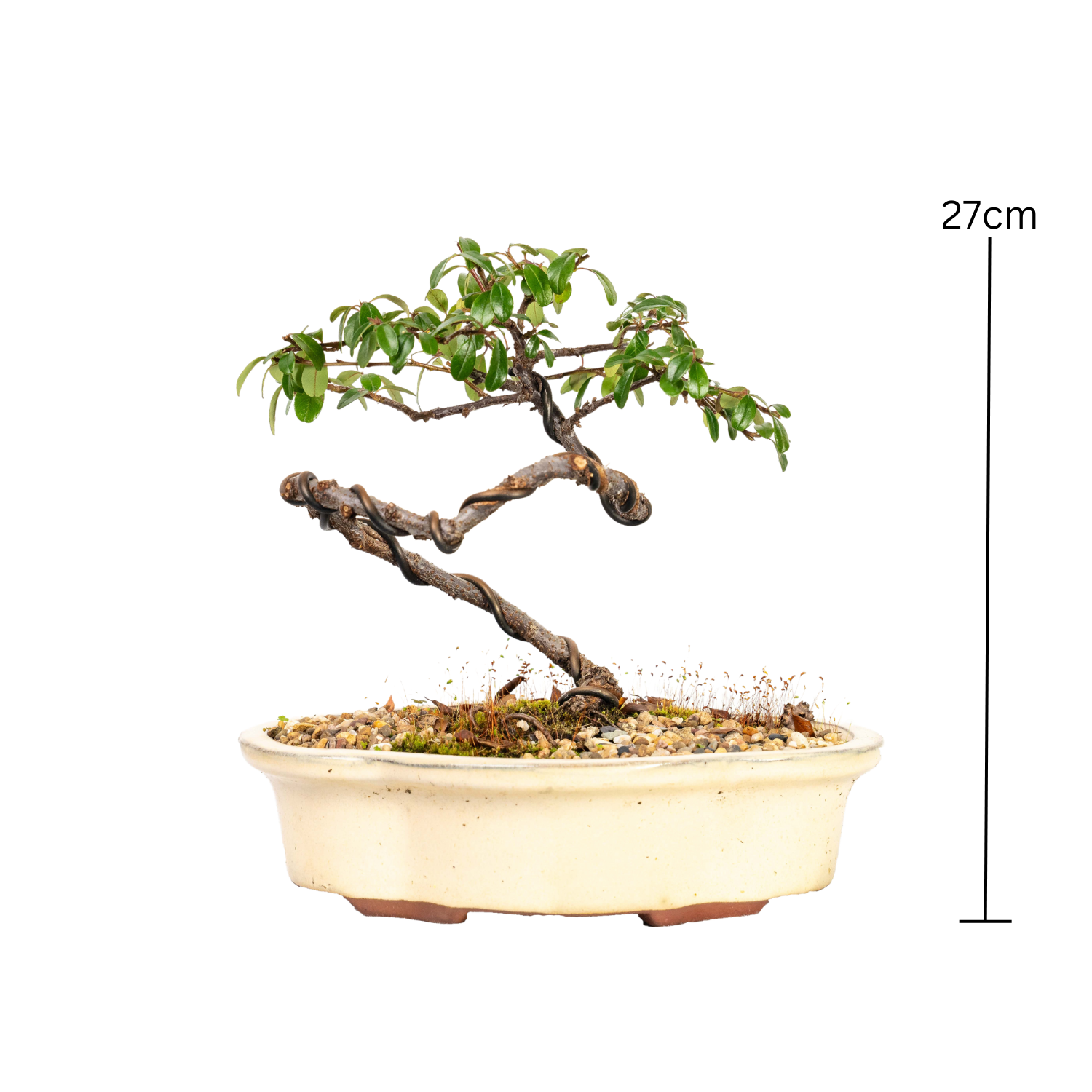 Cotoneaster Bonsai (2013)