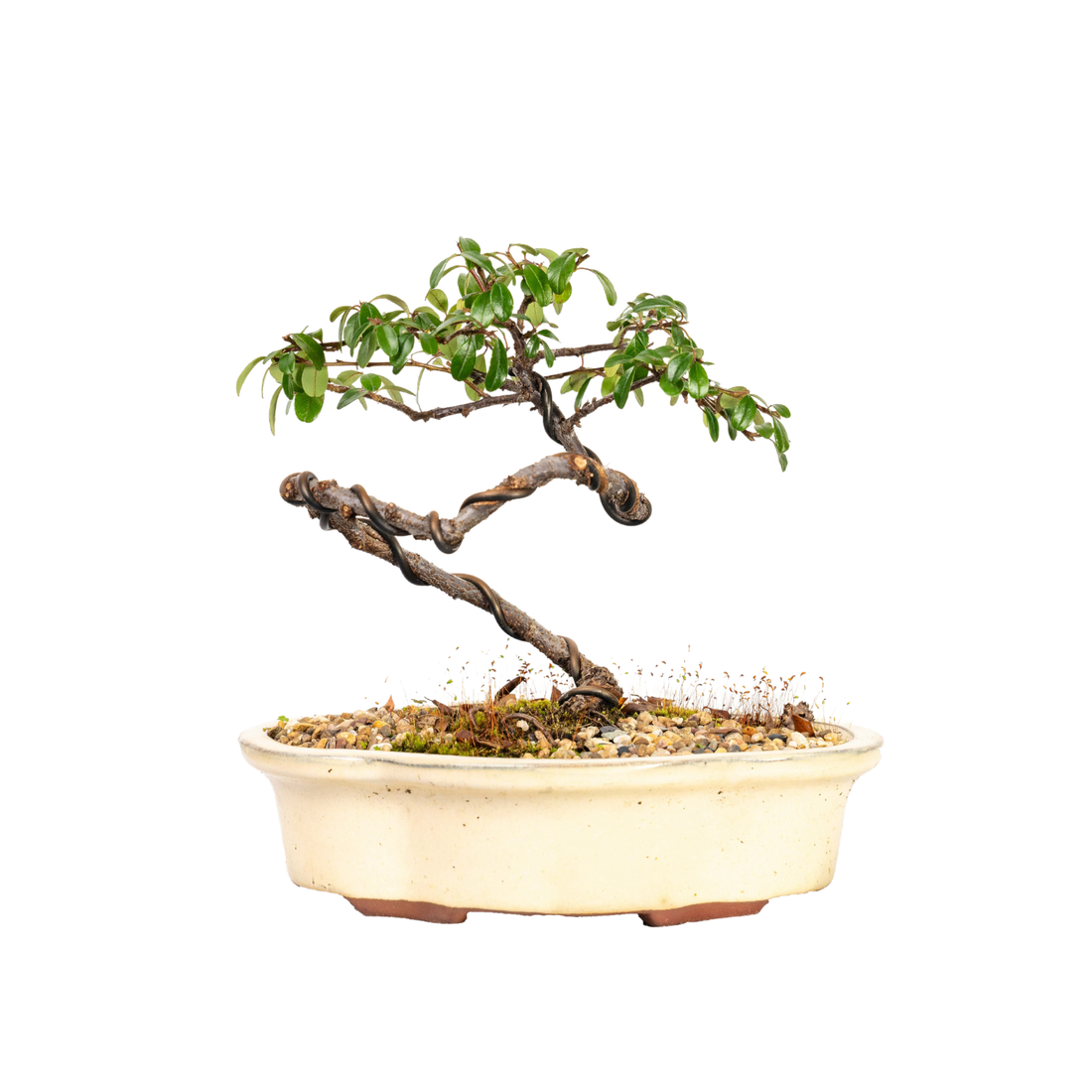 Cotoneaster Bonsai (2013)