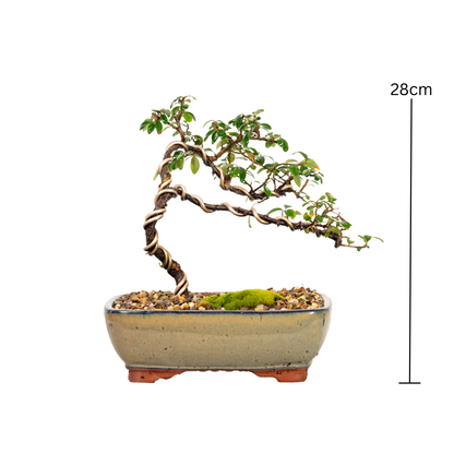 Cotoneaster Bonsai (2014)