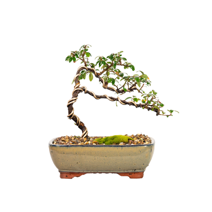 Cotoneaster Bonsai (2014)