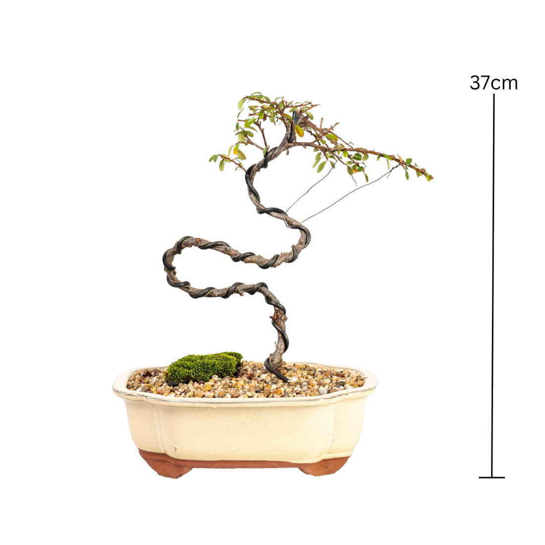 Cotoneaster Bonsai (2014)